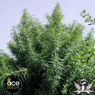 ACE Seeds Tropical Mix